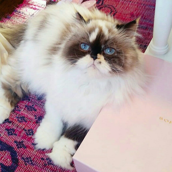 Meet your Posher, Isabelle - Picture 5 of 8